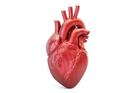 Realistic Human Heart Life Size , Anatomical Human Heart