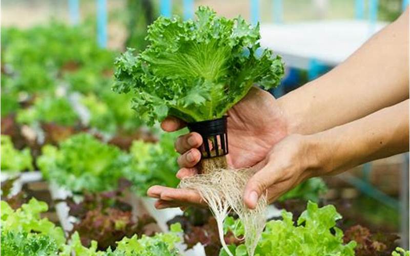 what vegetables can be grown hydroponically
