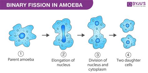 A diagram with stages illustrating an amoeba splitting into two identical daughter cells by binary fission