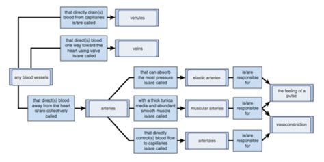 artery and vein chart
