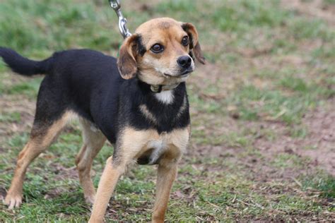 Beagle Chihuahua Mix Dog Training Home Dog Types