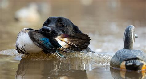 A Dog Retrieving a Bird from Water