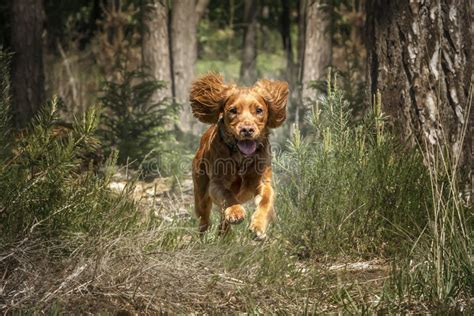 A Dog Running Through a Forest