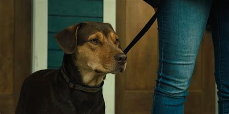 A Dogs Way Home Reddit