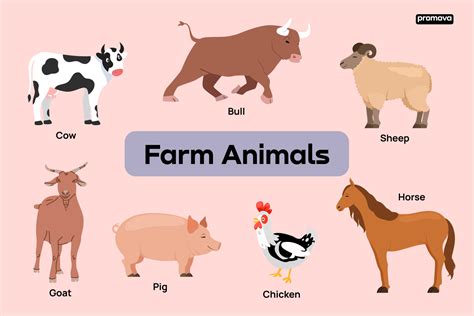 A Farm Animal Pictures