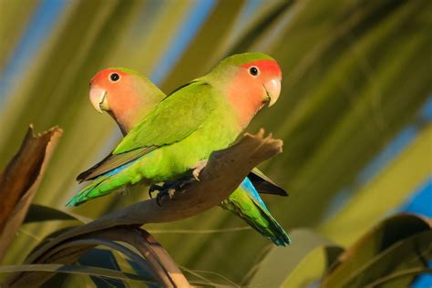A Lovebird Parrot