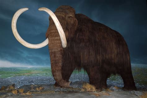 A Mammoth feature set