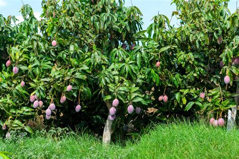 A Mango Tree Usually Hundreds Of Fruit