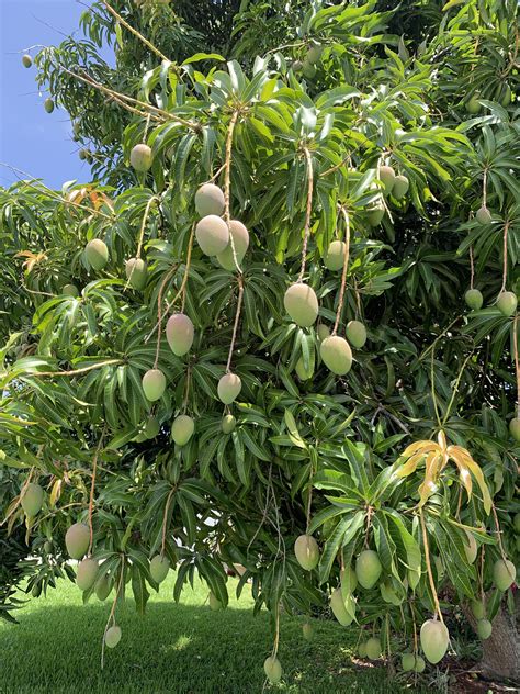 A Mango Tree Usually Hundreds Of Fruits
