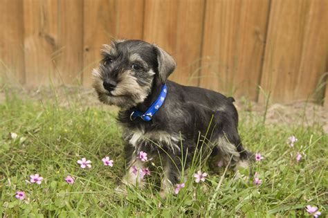 A Mini Schnauzer Puppy