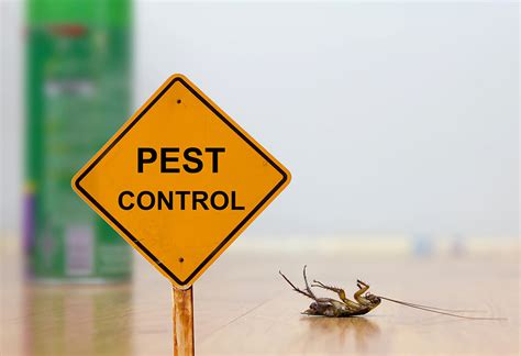 A Top Quality Pest Control Service is Worth its Weight in Gold!
