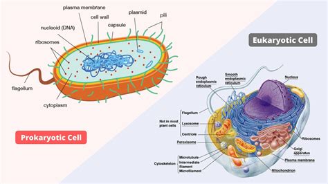 A labeled diagram showing the more complex structure of a eukaryotic cell compared to a prokaryotic cell. Key features of the eukaryotic cell include the nucleus, mitochondria, endoplasmic reticulum, and other membrane-bound organelles