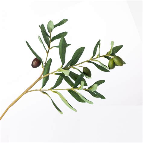 A much-needed olive branch