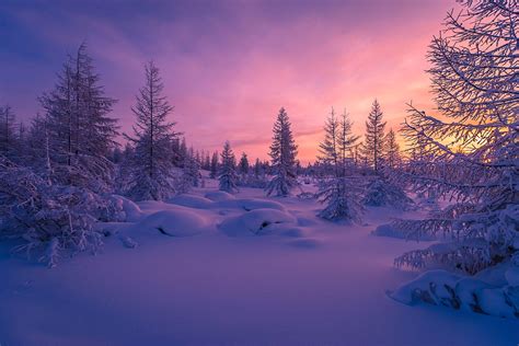 Winter Forest 4K Wallpapers Top Free Winter Forest 4K Backgrounds