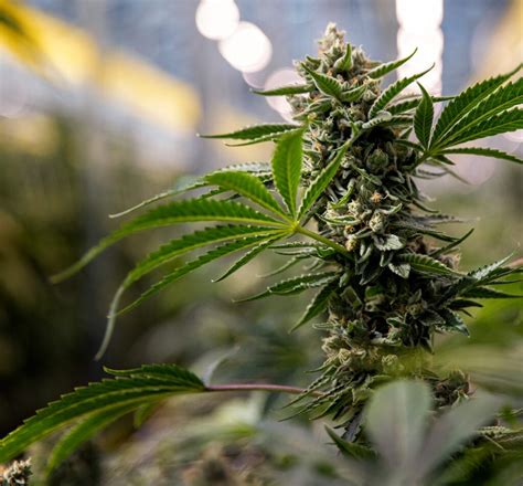 AYR Dispensary Quality Control