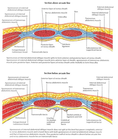 Abdominal Wall Anatomy Of The Abdomen Learn Surgery
