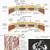 Abdominal Wall Anatomy