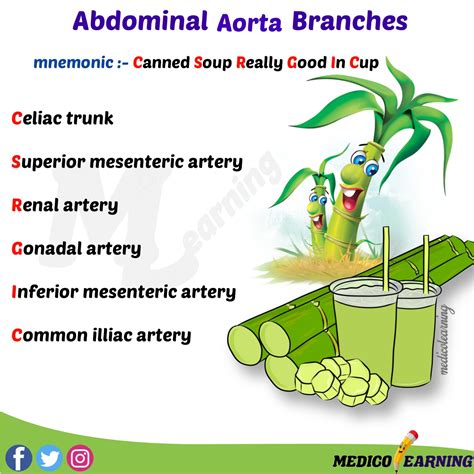 Abdominal Aorta Branch… 