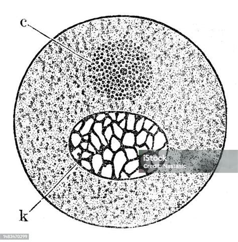 About Cell degree centigrade meshwork