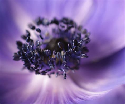 Abstract Flower Photography