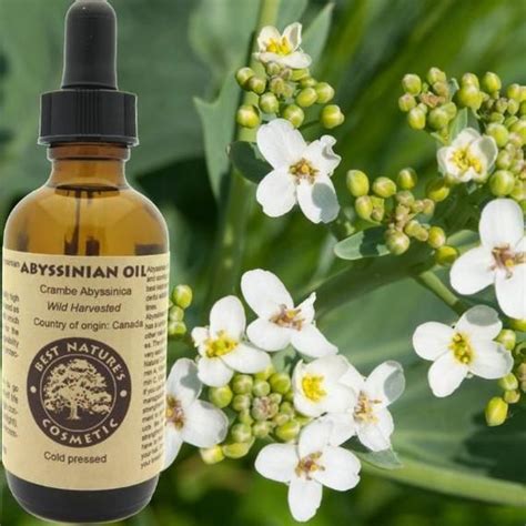 Unlock the secret to gorgeous skin: Discover the magic of Abyssinian Oil for your skincare regime