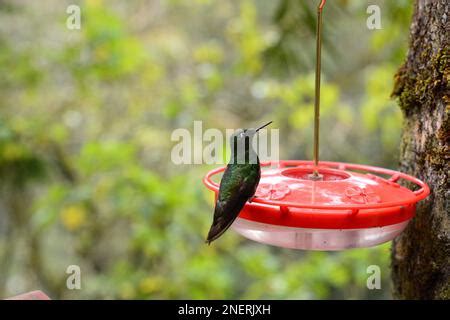 Acaime Hummingbird Sanctuary