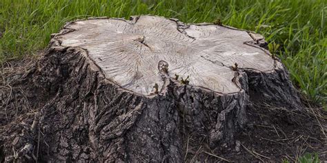 Accelerating Tree Stump Decay