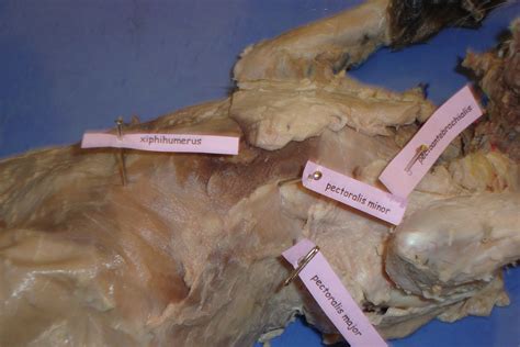 Accessing Resources and Guidance for Successful Cat Dissections