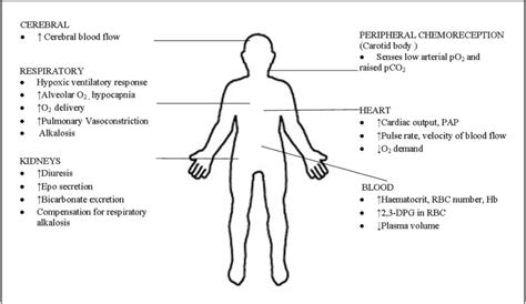 Acclimatization High Altitude