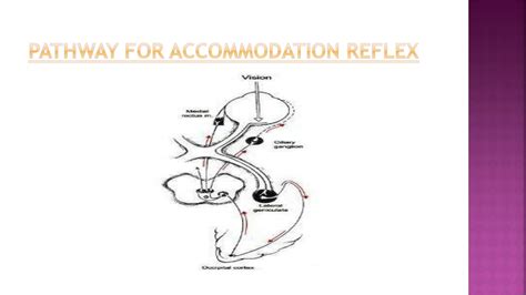 Accommodation Reflex Fatigue