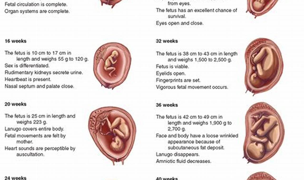 Accuracy and limitations: fetal development