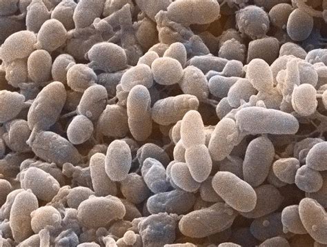 Acetobacter Merupakan Bakteri Yang Membantu Dalam Proses Fermentasi