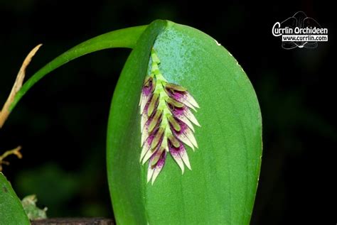 Acianthera Pectinata