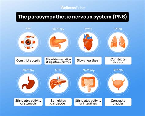 Activate Parasympathetic Nervous System