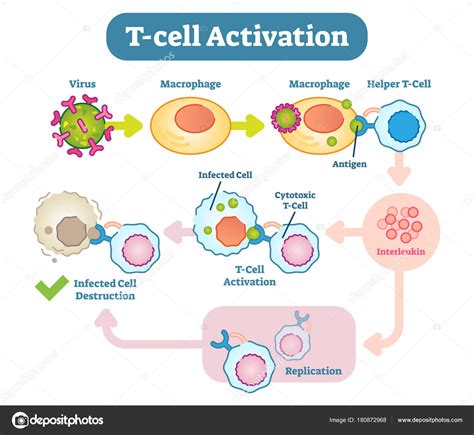 Activation des Cellules T Tueuses