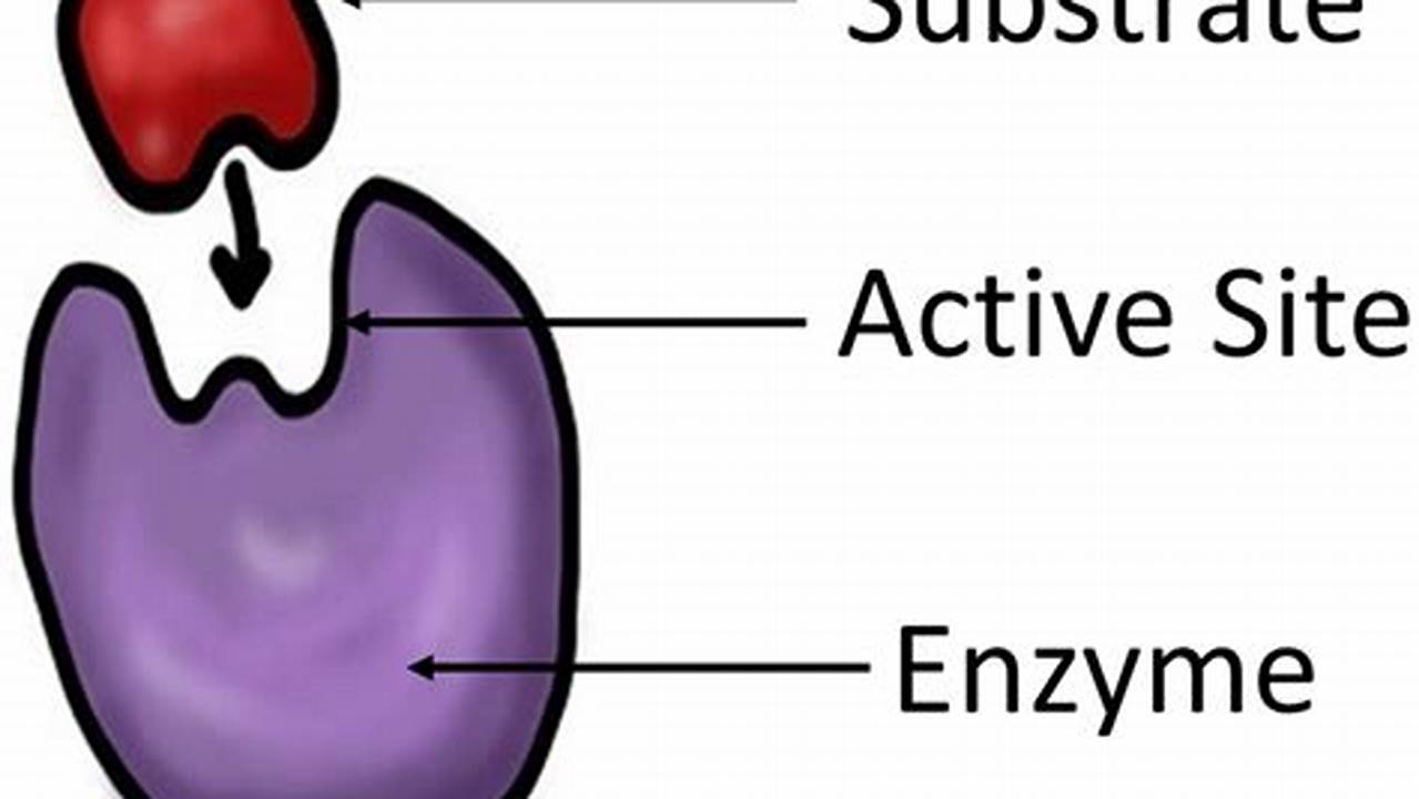 how do enzymes work