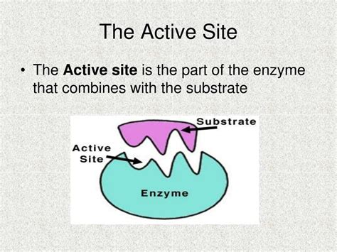 Unleashing the Power of Active Site Biology: Unlocking the Mysteries of Enzyme Function