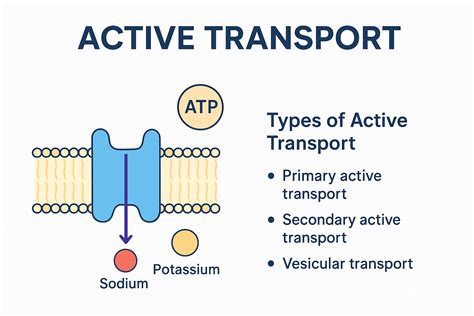 Understanding Active Transport: Essential Biology Concept Explained