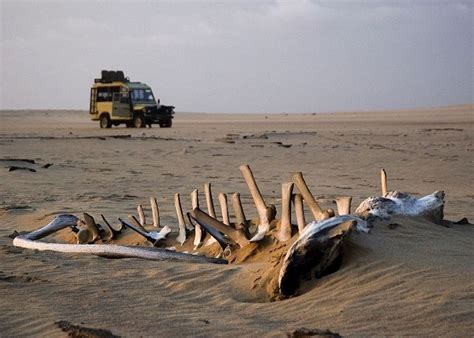 Activities on Skeleton Coast