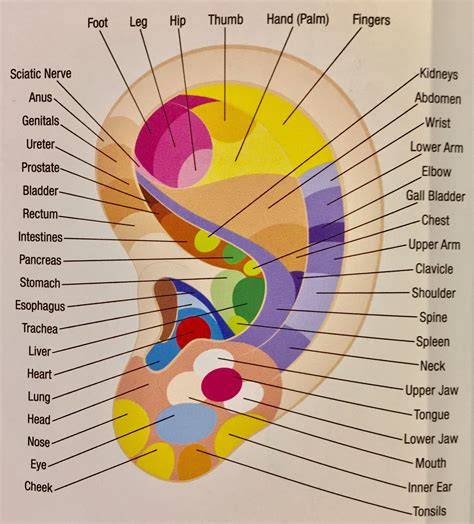 Acupuncture Points In Ear Chart