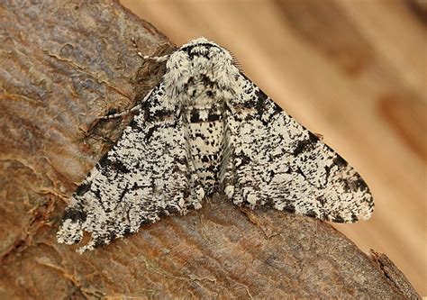 Adaptations of the Peppered Moth