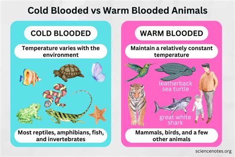 Adaptations of Warm-Blooded Animals