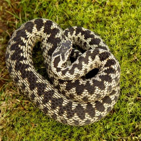 Adder Snake in England
