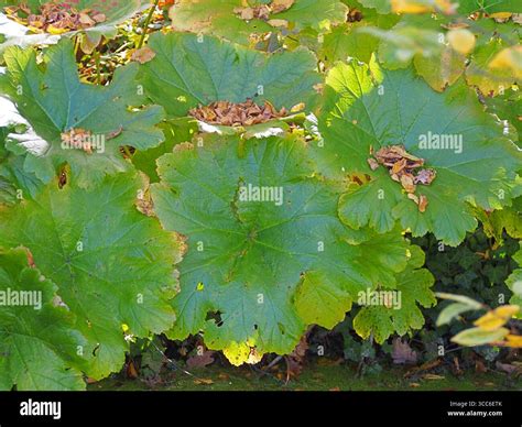 Adding Details Texture Plant