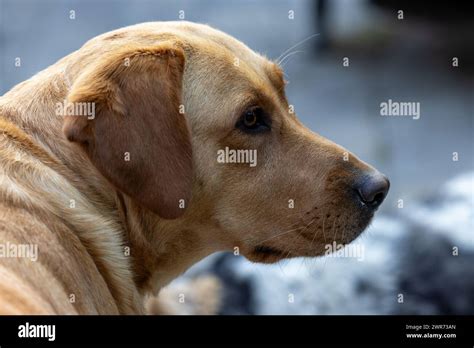 Adding Texture and Depth to Your Labrador Fur