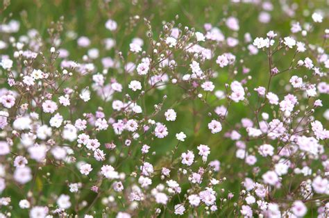 Adding a Splash of Color to Your Garden: Growing Colored Baby’s Breath