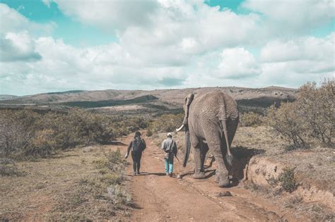 Addo Elephant Encounters