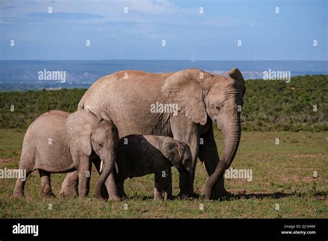 Addo Elephant Park Family