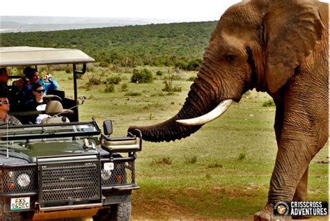 Addo Elephant Park Game Drive