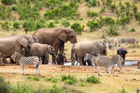 Addo Elephant Park Overview